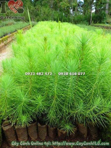 Cây thông giống 20cm ưa sáng, trồng ngoại thất sân vườn