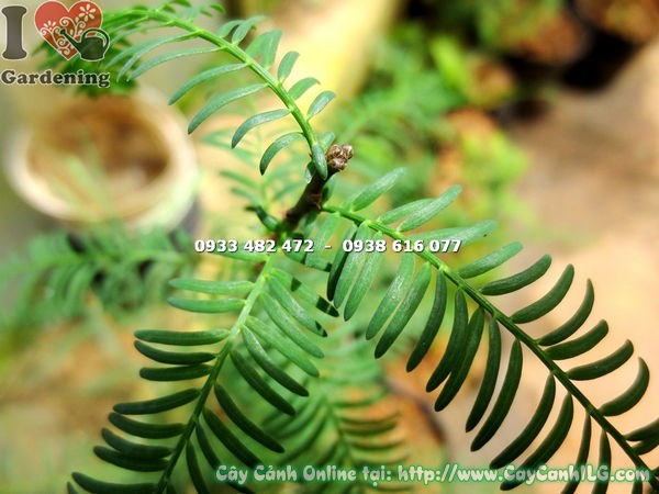 Cây Thông Nước Giống Cao 80cm - Hình ảnh thực tế tại ILG