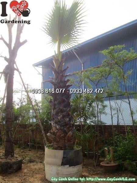 cây thốt nốt lóng 2m Ms 24565
