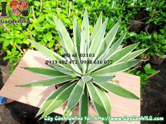 Cây Thùa cao 40cm tại vườn ILG