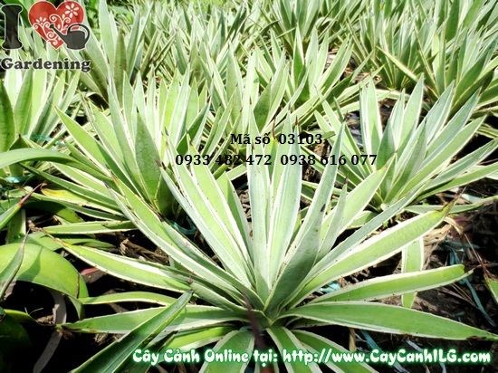 Đặc điểm lá cây Thùa xanh bóng