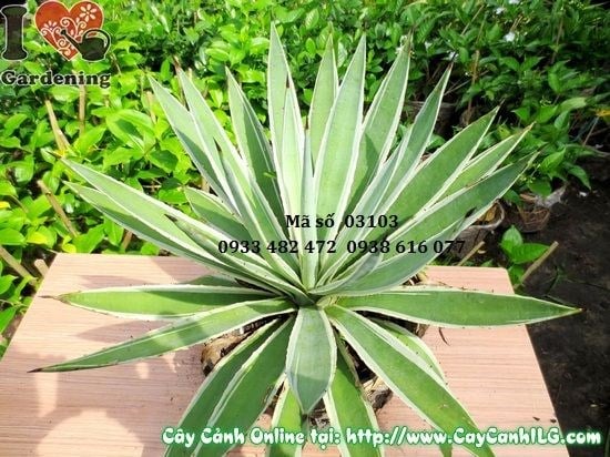 Chăm sóc tưới nước cây Thùa đúng cách
