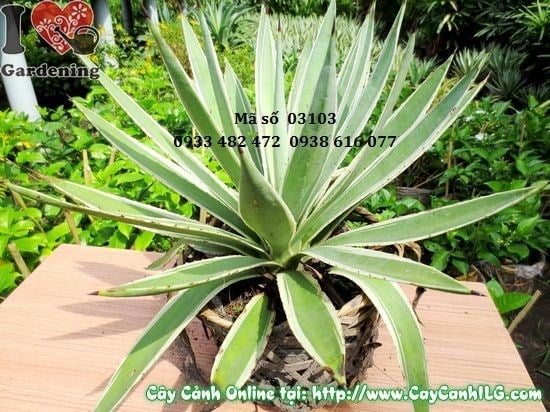 Cây Thùa cắt tỉa và chăm sóc