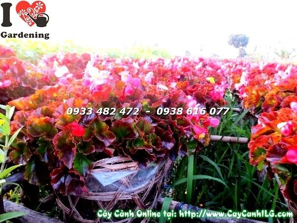 Cây thu hải đường hoa nhiều màu sắc – vườn ILG