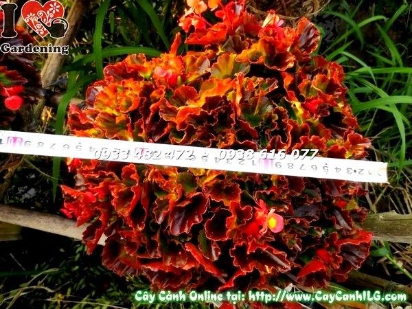 Hoa thu hải đường đẹp rực rỡ – cây cảnh ILG