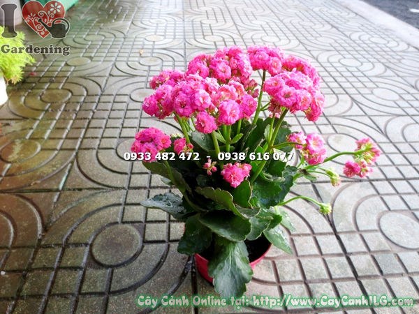 chăm sóc cây thuốc bỏng kép hoa hồng cao 25cm