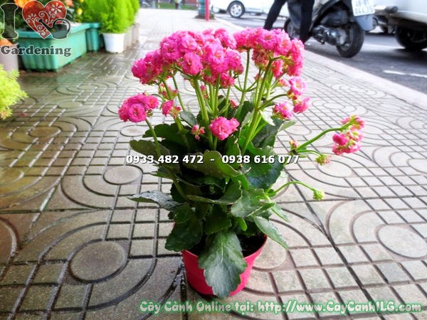 hoa cây thuốc bỏng kép hoa hồng