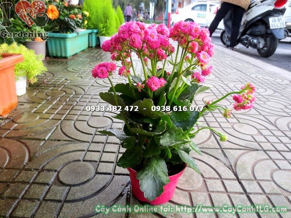 cây thuốc bỏng kép hoa hồng trang trí nội thất