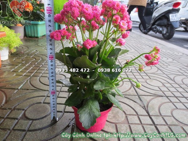 cây thuốc bỏng kép hoa hồng cao 25cm Ms 16865