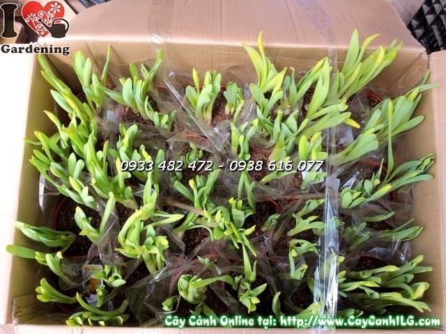 Hoa thủy tiên vàng nở rực rỡ chiều cao 25cm