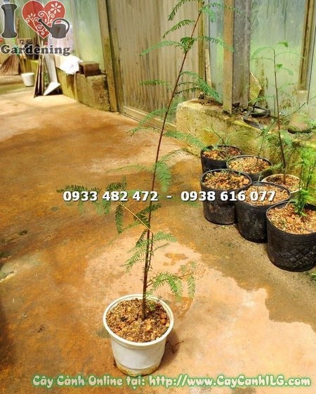 Ứng dụng cây Thủy Tùng trong cảnh quan sân vườn