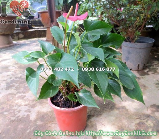 Cây Tiểu Hồng Môn lớn cao 35cm hoa đỏ rực rỡ