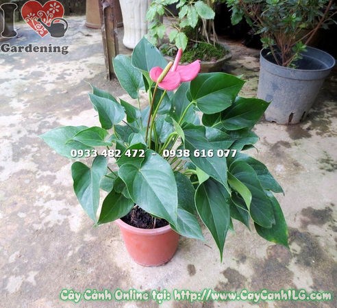 Cây Tiểu Hồng Môn hoa đỏ hình trái tim trang trí không gian