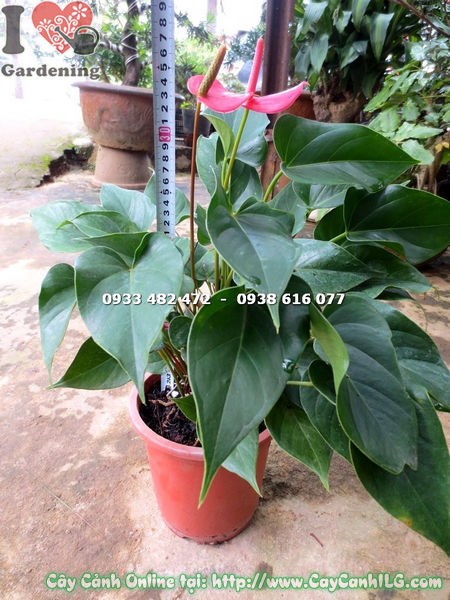 Cây Tiểu Hồng Môn chậu đẹp trang trí nội thất