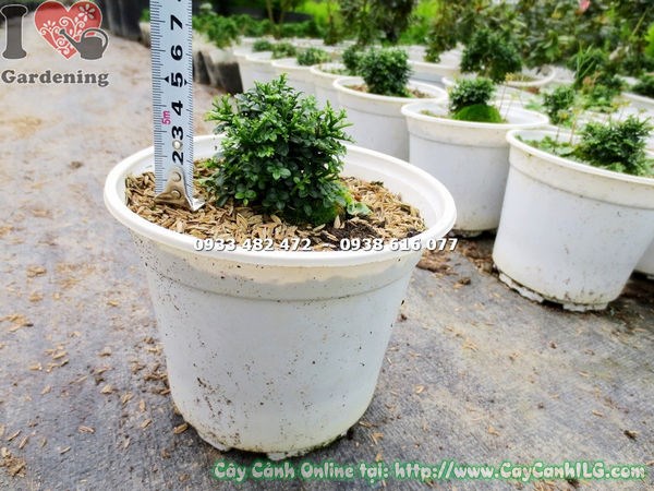 Cây toàn cầu giống khỏe mạnh tại ILG