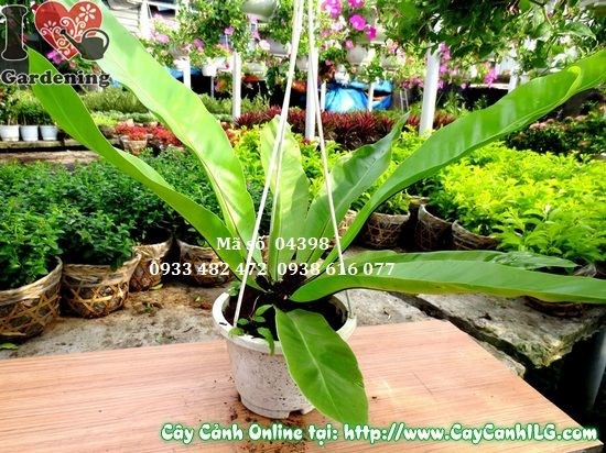 Lá cây Tổ Điểu bóng mượt xanh tươi, gân giữa nâu đen nổi rõ