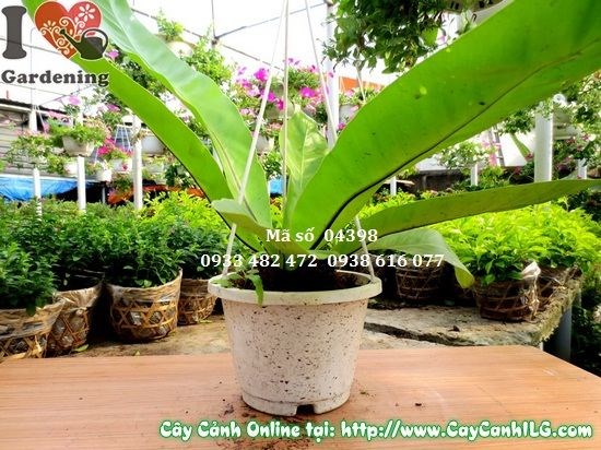 Cây Tổ Điểu con giống trẻ, xanh tươi, khỏe mạnh