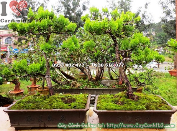 Cây trắc bách diệp bonsai 40cm dáng tháp cành phân tầng đẹp