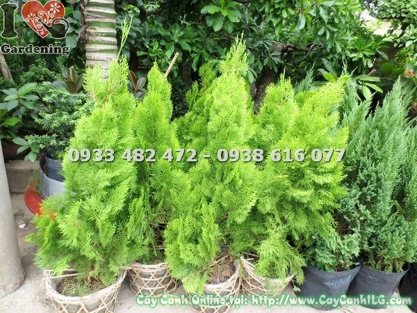Lá và tán cây trắc bách diệp xanh quanh năm