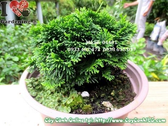 Cây trắc xoắn 10cm – dáng cây nhỏ gọn, tán xanh mướt trong chậu