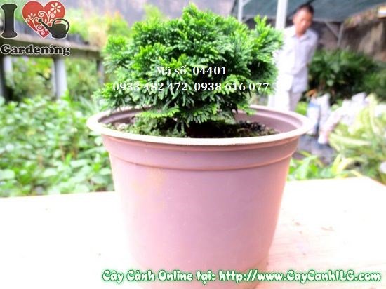 Cây trắc xoắn 10cm – màu xanh đậm bền, ý nghĩa phong thủy may mắn