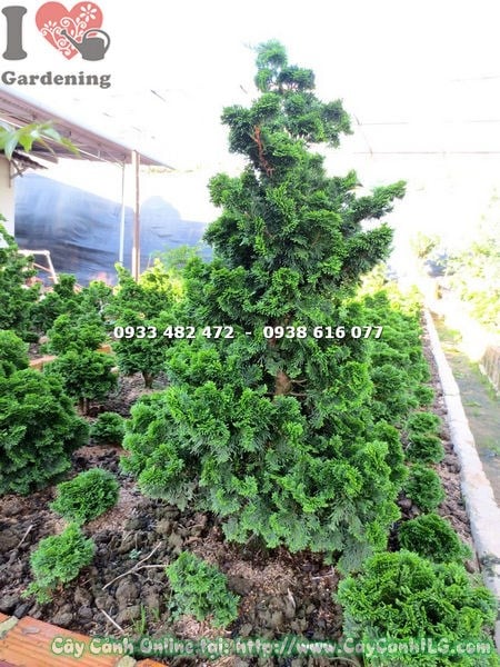 Cây trắc xoắn khỏe mạnh – lá bóng, gốc xoắn chắc, không sâu bệnh