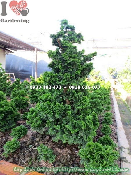 Cây trắc xoắn gốc lớn hiếm cao 90cm – vẻ đẹp cổ kính, sang trọng