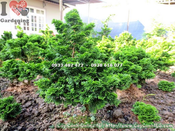 cây trắc xoắn lớn hiếm cao 40cm - bonsai đẹp