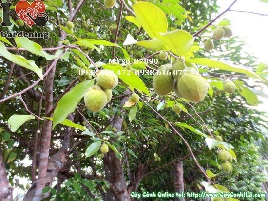 Cây trầm hương trồng cảnh quan khuôn viên – ý nghĩa phong thủy cao