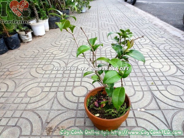 Cây trà mi hoa đẹp tại vườn ILG TP.HCM