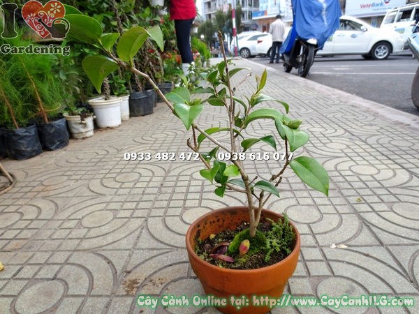 Đất trồng và chậu trà mi đúng chuẩn