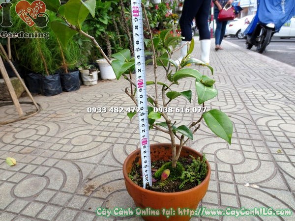 Cây trà mi khỏe mạnh không sâu bệnh