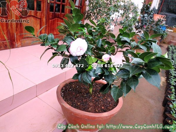 Cây trà mi hoa trắng hồng vô nhị cao 80cm – chi tiết cánh hoa xếp lớp
