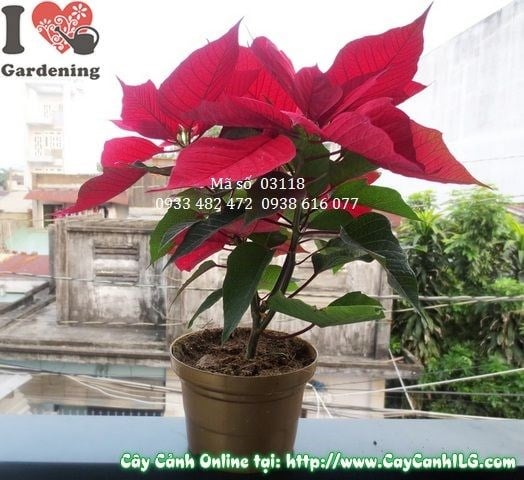 Cây trạng nguyên cao 25cm màu đỏ rực rỡ – Ms 03118
