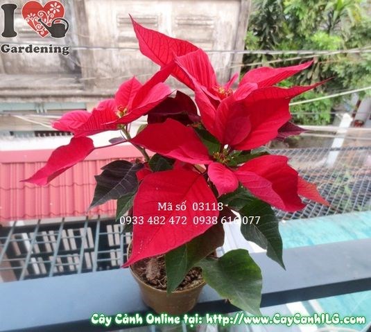 Cây trạng nguyên 25cm lá đỏ đẹp – Ms 03118 ILG