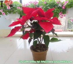 Chậu trạng nguyên 25cm đỏ rực dịp Tết – Ms 03118 ILG