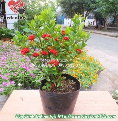 Kỹ thuật chăm sóc cây Trang Sen đúng cách để ra hoa nhiều