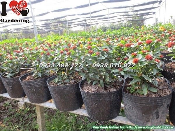 Chùm hoa Trang Sen đỏ rực nở thành khối tròn đẹp mắt
