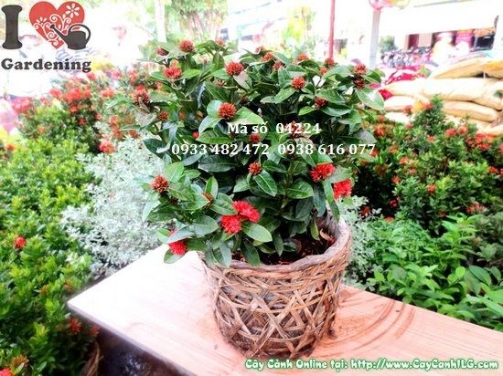 Ứng dụng cây Trang Sen trong các dự án cảnh quan sân vườn lớn