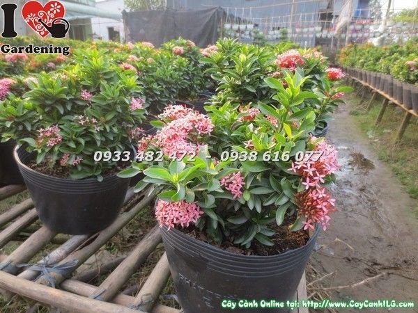 Cây trang thái lá xanh bóng hoa đỏ tươi – Ms 23234 ILG