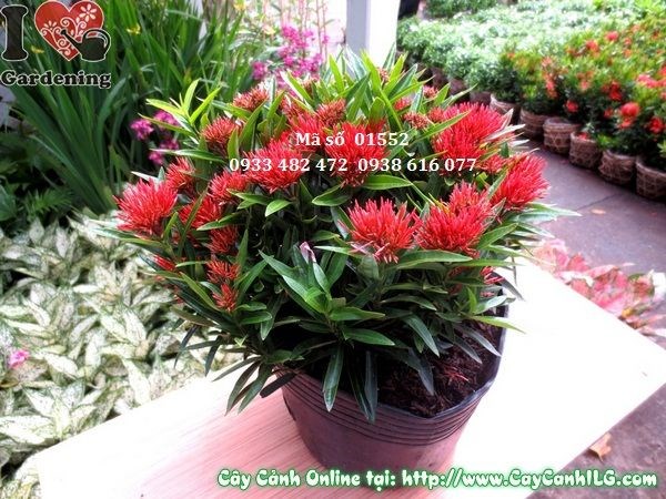 Cây trang thái mới cao 35cm – hoa nở rực rỡ tại vườn ILG