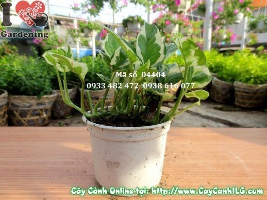 Cây Trầu Bà Cẩm Thạch trang trí nội thất
