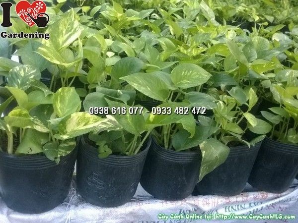 Cây trầu bà phát triển mạnh lá xanh đẹp