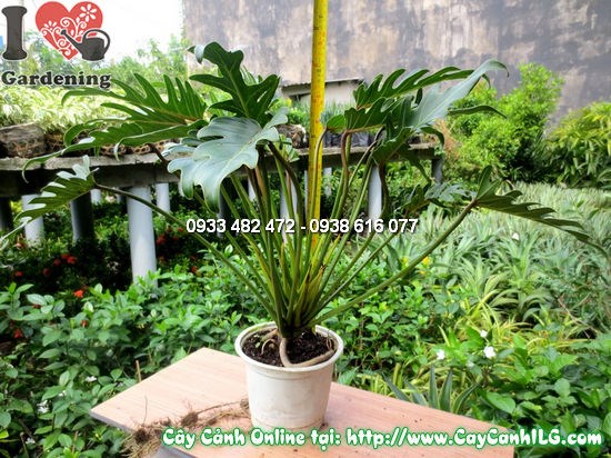 Cây trầu bà lá xẻ cao 45cm – Ms 12539 tại vườn ILG