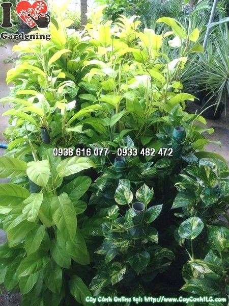 Cây trầu bà ống đủ loại – cây leo xanh mướt trang trí không gian