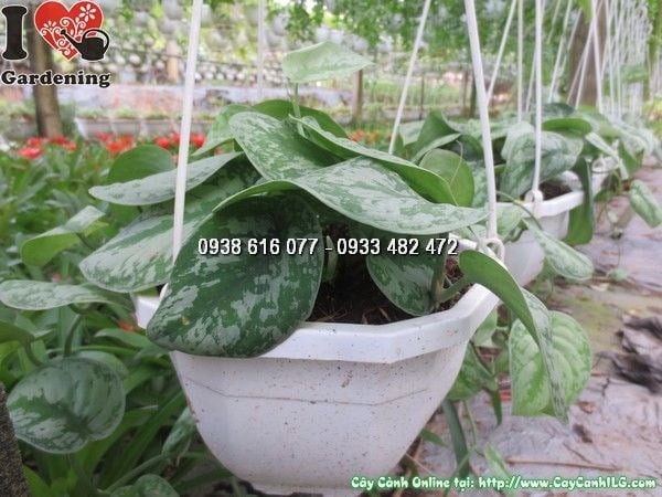 Hình ảnh cây trầu bà pháp Ms 24352 tại vườn ILG