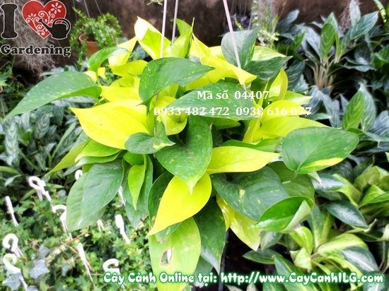 Hình ảnh cây Trầu Bà Treo Đài Loan 25cm tại vườn ILG