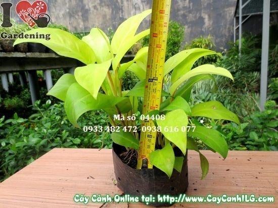 cây trầu bà vàng cao 20cm tại ILG