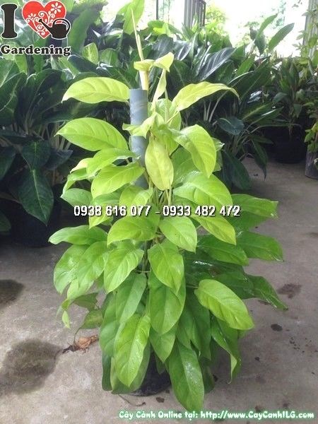 Cây trầu bà vàng leo ống cao 1m – Ms 24726 tại ILG