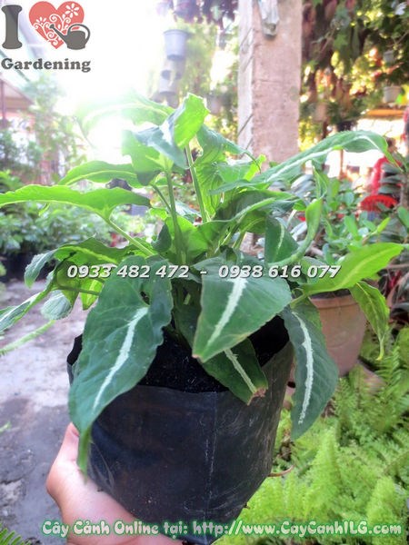 Cây trầu bà xanh sọc trắng cao 20cm - kích thước lý tưởng trang trí nội thất